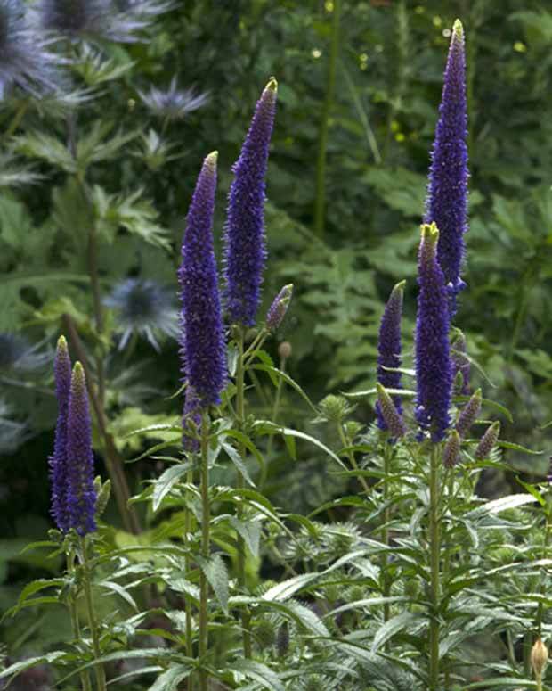 Véronique First Glory - Fleurs vivaces - Veronica longifolia First Glory