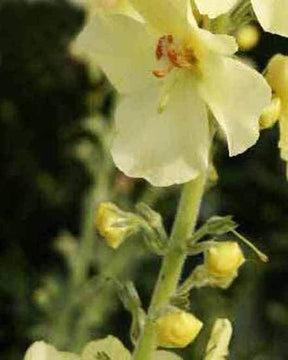 Molène Gainsborough - jardins - Verbascum Gainsborough