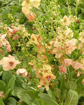 Molène Jackie - jardins - Verbascum Jackie in Pink