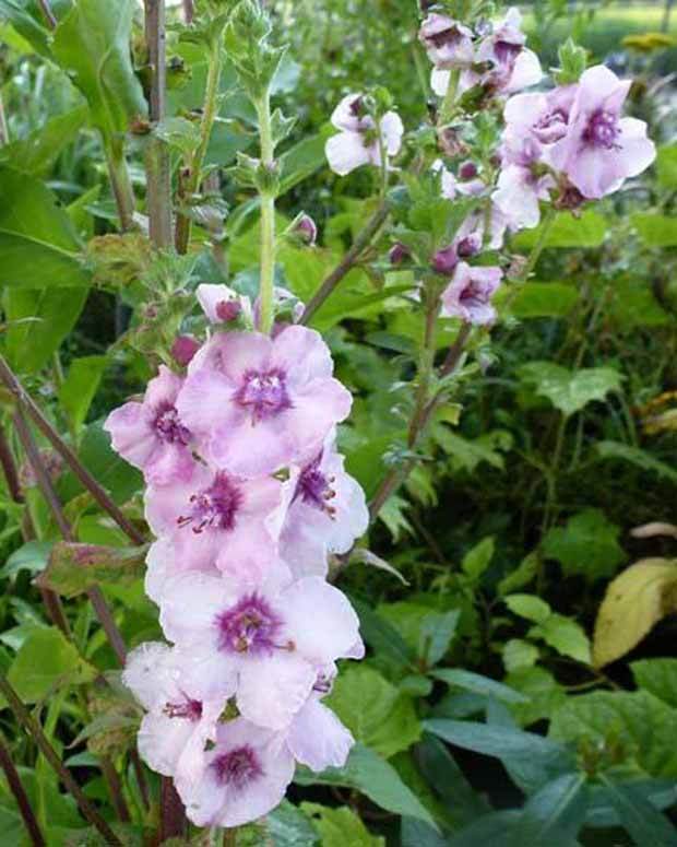 Molène Pink Domino - jardins - Verbascum Pink Domino