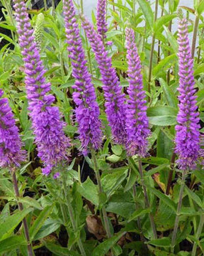 Véronique Purpleicious - Fleurs vivaces - Veronica Purpleicious