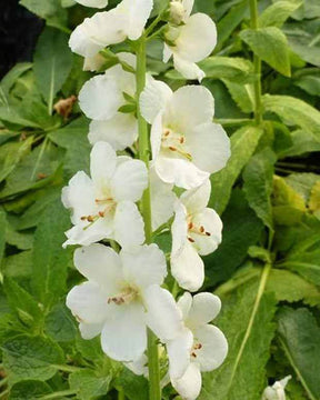 Molène White Domino - jardins - Verbascum White Domino