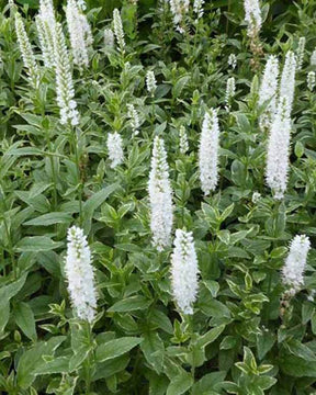 Véronique à longues feuilles Charlotte - Fleurs vivaces - Veronica longifolia Charlotte