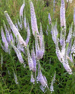 Véronique à longues feuilles Lila Karina - Fleurs vivaces - Veronica longifolia Lila Karina