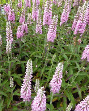 Véronique à longues feuilles Pink Eveline - Fleurs vivaces - Veronica longifolia Pink Eveline