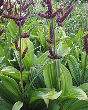 Vératre noir - jardins - VERATRUM NIGRUM