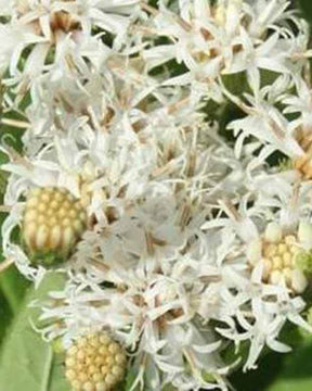 Vernonia blanc White Lightning - jardins - Vernonia noveboracensis White Lightning