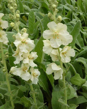 Molène Spica - jardins - VERBASCUM PHLOMOIDES SPICA