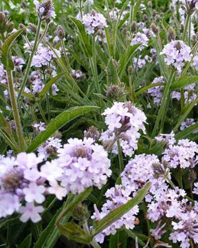 Verveine Polaris - Fleurs vivaces - VERBENA RIGIDA POLARIS