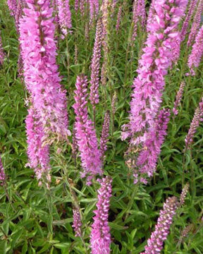 Véronique en épis Barcarolle - Fleurs vivaces - Veronica spicata Barcarolle