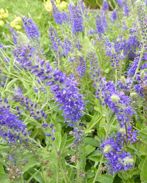 3 Véroniques en épis Blaufuchs - Fleurs vivaces - Veronica spicata Blaufuchs