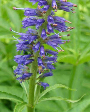 Véronique sibiricum - Fleurs vivaces - VERONICASTRUM SIBIRICUM