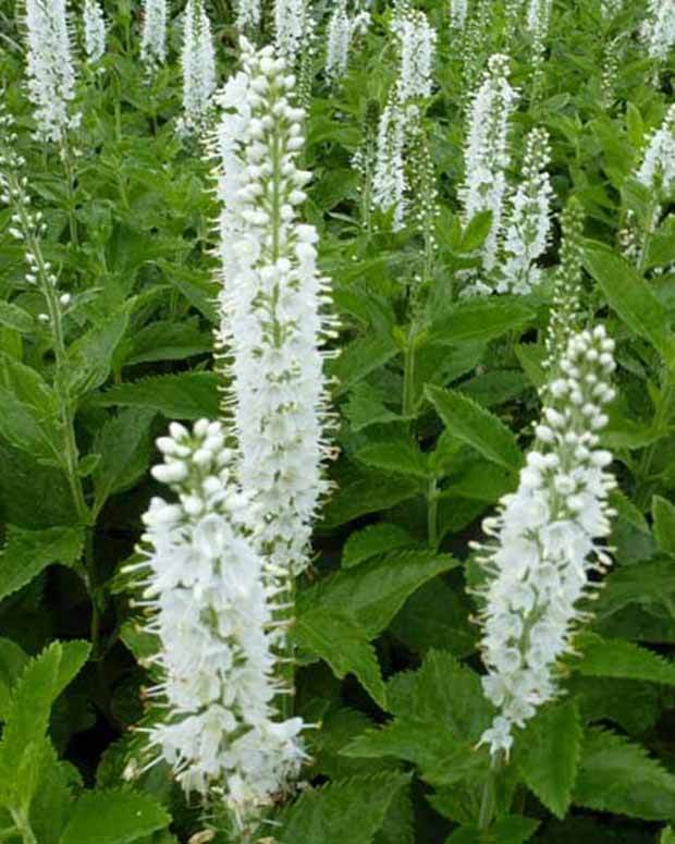 Véronique en épis Icicle - Fleurs vivaces - VERONICA SPICATA ICICLE