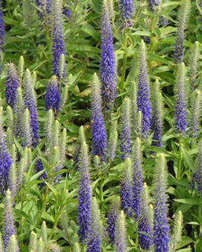 Véronique en épis Glory - Fleurs vivaces - Veronica spicata Glory ROYAL CANDLES