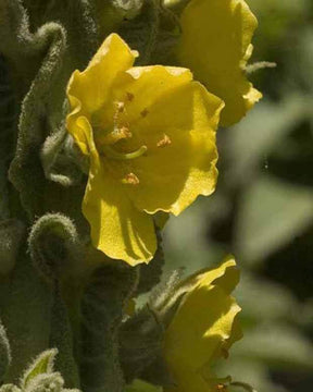 3 Molènes bouillon-blanc Bouillon blanc - jardins - Verbascum thapsus