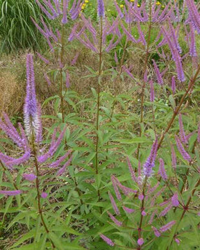 Véronique de Virginie Adoration - Fleurs vivaces - VERONICASTRUM VIRGINICUM ADORATION