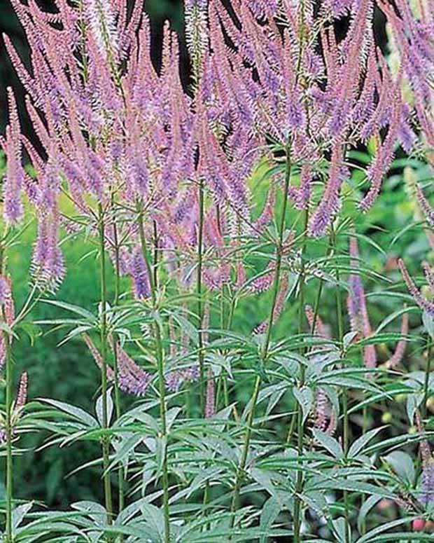 Véronique de Virginie Green Tip - Fleurs vivaces - Veronicastrum virginicum Green Tip