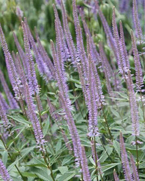 Véronique de Virginie - Fleurs vivaces - Veronicastrum virginicum