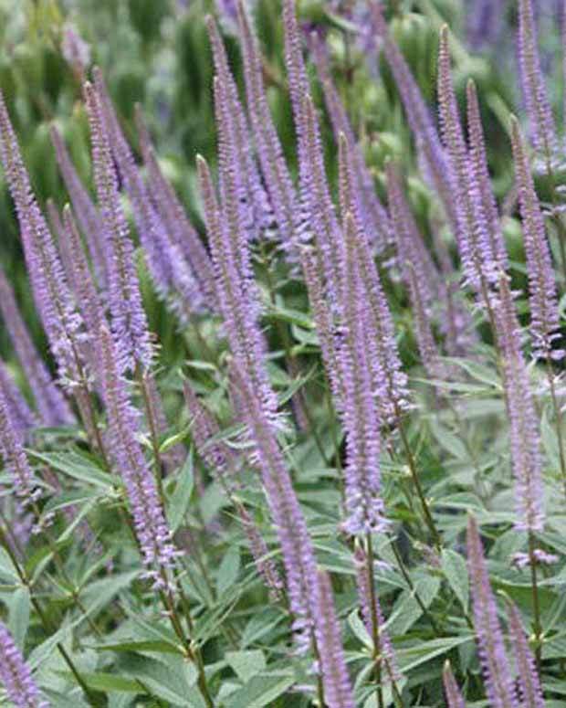 Véronique de Virginie - Fleurs vivaces - Veronicastrum virginicum