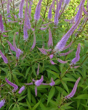 Véronique de Virginie Temptation - Fleurs vivaces - VERONICASTRUM VIRGINICUM TEMPTATION