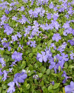 Petits pervenche Anna - Fleurs vivaces - Vinca minor Anna