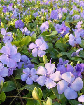 3 Petites pervenches Flower Power - Fleurs vivaces - Vinca minor Flower Power