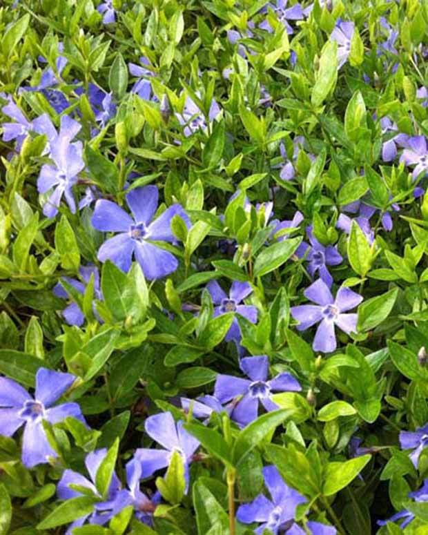 3 Petites pervenches Josefine - Fleurs vivaces - Vinca minor Josefine