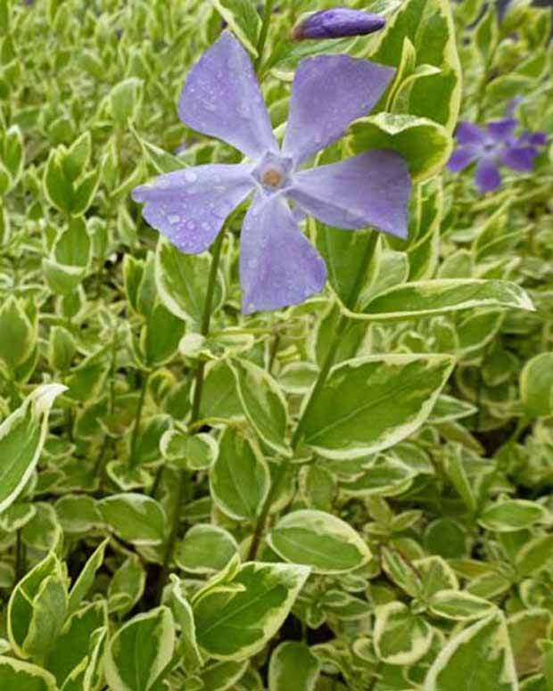 Grande pervenche panachée - Fleurs vivaces - VINCA MAJOR VARIEGATA