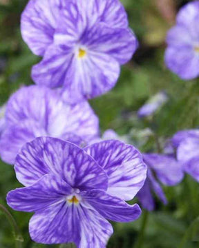 Violette cornue Columbine - Pensée - Fleurs vivaces - VIOLA CORNUTA COLUMBINE