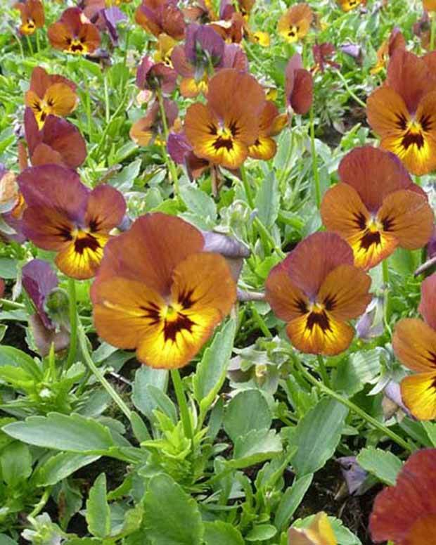 3 Violas cornuta Irish Molly Pensée à cornes - Fleurs vivaces - VIOLA CORNUTA IRISH MOLLY