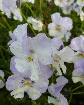 Violette cornue Milkmaid - Fleurs vivaces - Viola cornuta Milkmaid