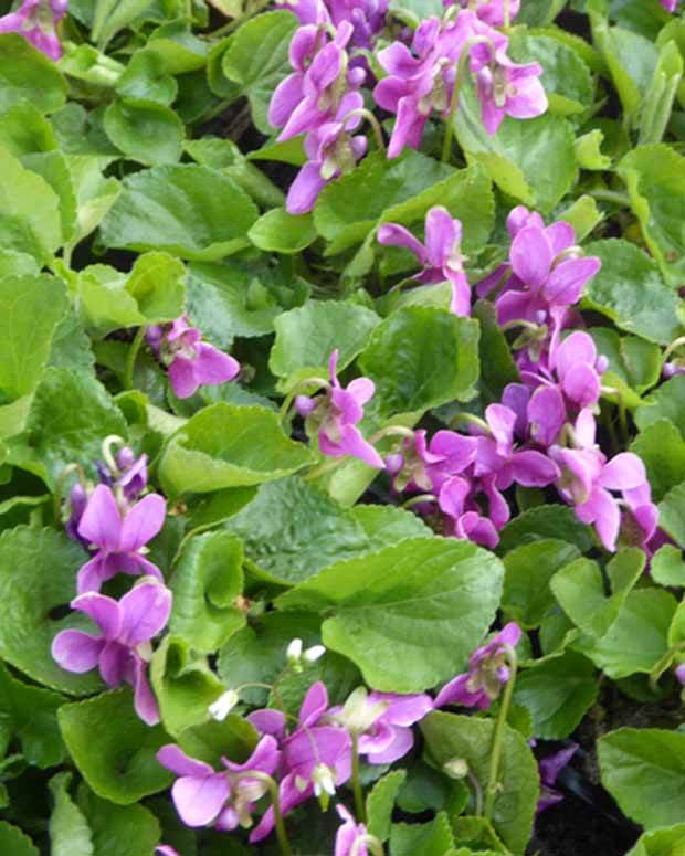 3 Violettes odorante Red Charm - Fleurs vivaces - Viola odorata Red Charm