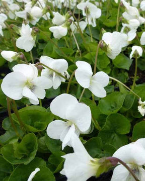 Violette de la Pentecôte Albiflora - Fleurs vivaces - VIOLA SORORIA ALBIFLORA