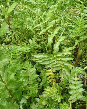 Petite berle cresson sauvage - jardins - BERULA ERECTA