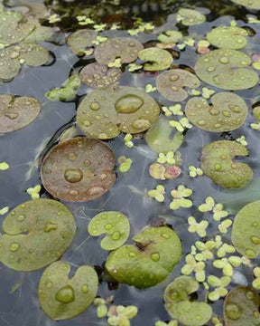 3 Morènes - jardins - Hydrocharis morsus-ranae