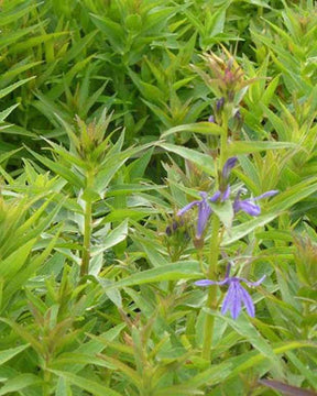 Lobélia à feuilles sessiles Lobélia vivace bleu - Fleurs vivaces - Lobelia sessilifolia