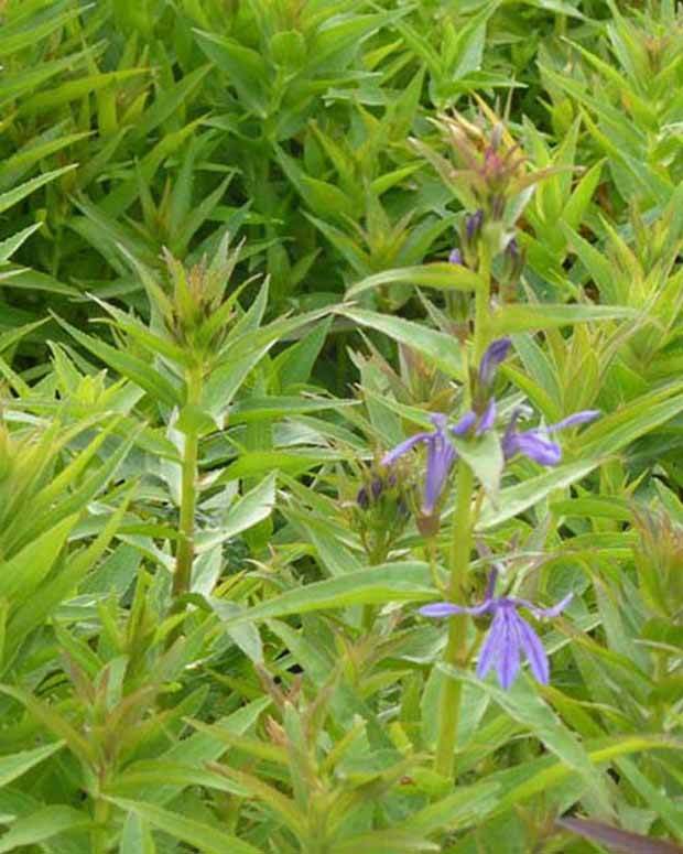 Lobélia à feuilles sessiles Lobélia vivace bleu - Fleurs vivaces - Lobelia sessilifolia