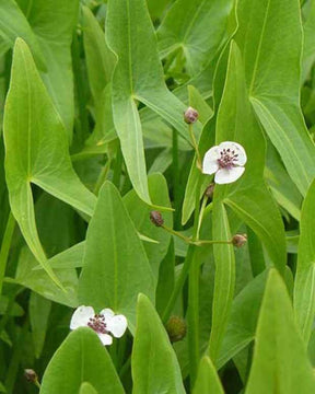 Sagittaire à feuilles en flèche Flèche d eau - jardins - Sagittaria sagittifolia