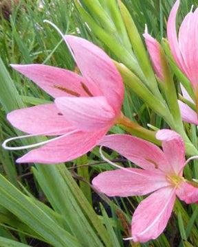 Lys des cafres Mrs Hegarty - jardins - Schizostylis coccinea Mrs Hegarty