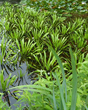 Aloès deau - jardins - Stratiotes aloides