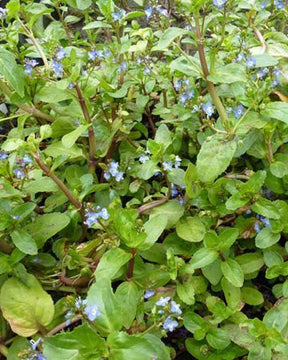 Véronique des ruisseaux - jardins - Veronica beccabunga