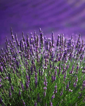 6 Lavandes bleues - jardins - Lavandula angustifolia Munstead