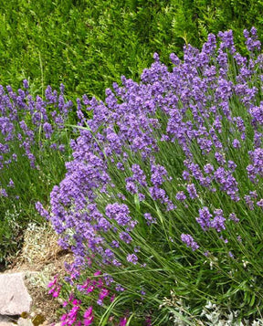 6 Lavandes bleues - jardins - Lavandula angustifolia Munstead