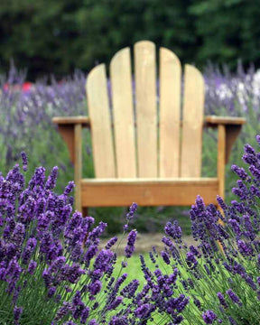 6 Lavandes bleues - Lavandes - Lavandula angustifolia Munstead