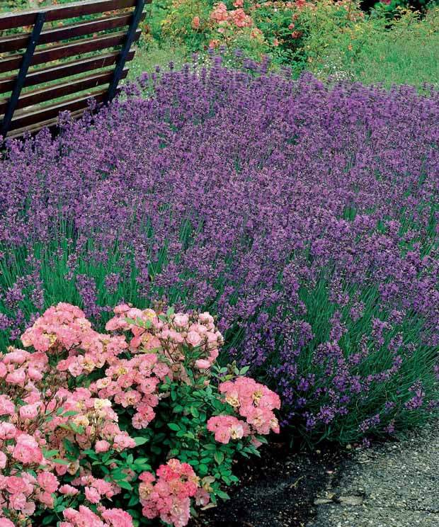 15 Lavandes bleues - jardins - Lavandula angustifolia Munstead