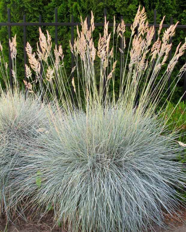 6 Fétuques bleues - Plantes vivaces - Festuca glauca