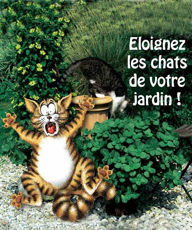 6 Terreurs des chats - jardins - Coleus canina