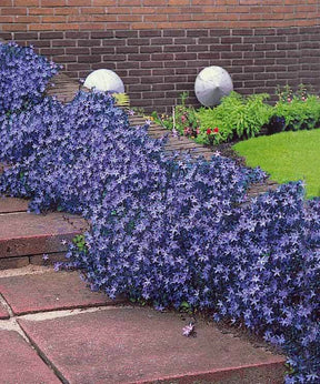 30 Campanules des rocailles - Campanule - Campanula poscharskyana