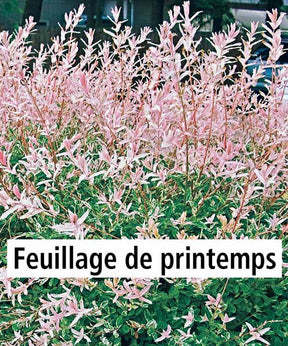 40 Saules Crevette - Haie de 24 m linéaire - Arbustes - Salix integra Hakuro Nishiki