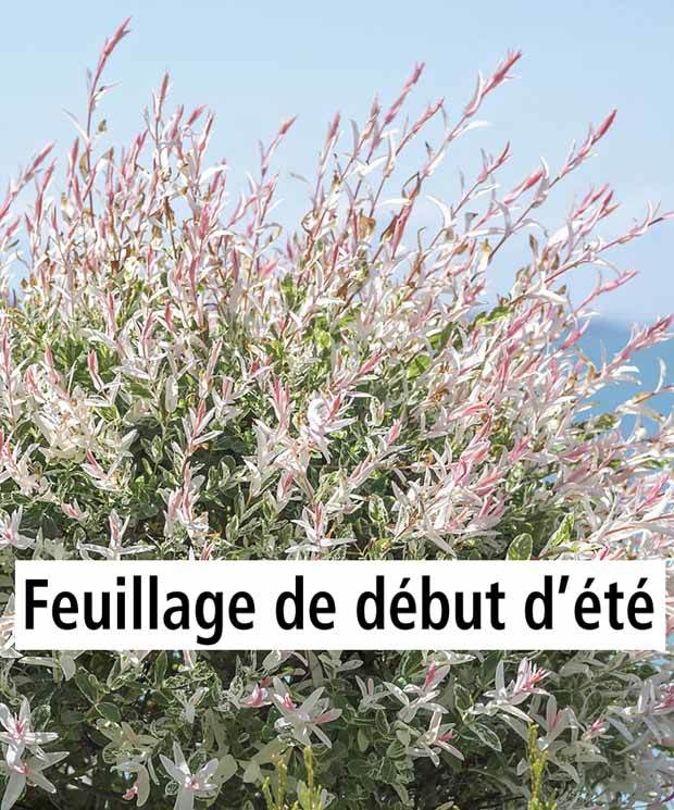 20 Saules Crevette - Haie de 12 m linéaire - jardins - Salix integra Hakuro Nishiki